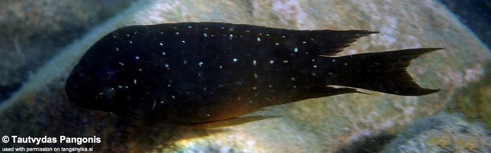 Petrochromis trewavasae 'Ndole Bay' 
