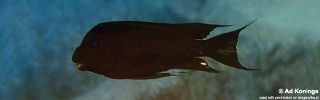 Petrochromis trewavasae 'Chimba'.jpg