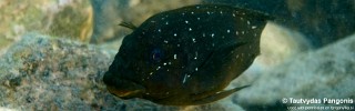 Petrochromis trewavasae 'Katete'.jpg