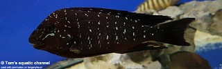 Petrochromis trewavasae 'Moliro'.jpg