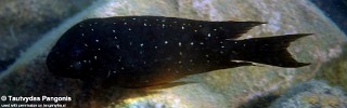 Petrochromis trewavasae 'Ndole Bay'.jpg
