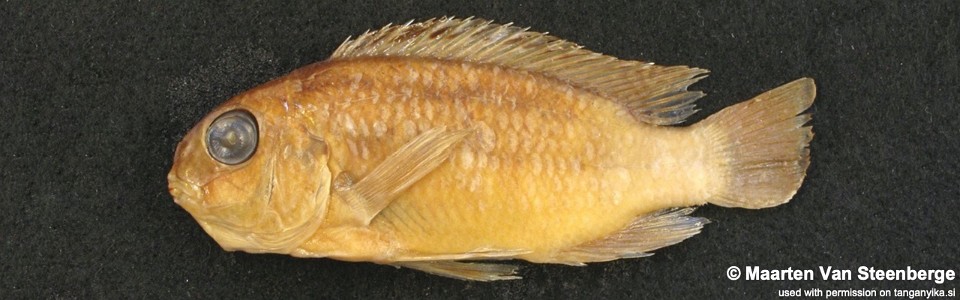 Pseudosimochromis margaretae (paratype)