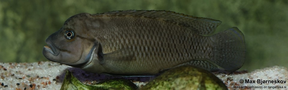 Telmatochromis sp. 'temporalis shell' Mpulungu