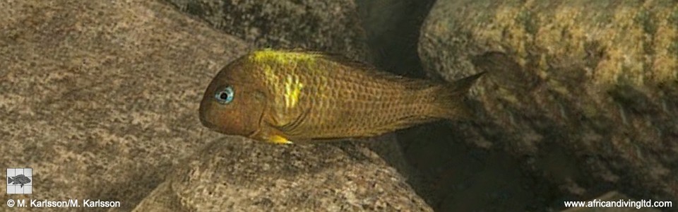 Tropheus sp. 'crescentic' Kibwe Bay<br><font color=gray>Tropheus sp. 'lunatus' Kibwe Bay<br>Yellow band; Green Wimple Moorii</font> 