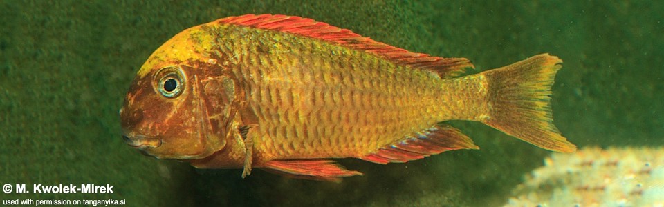 Tropheus sp. 'red' Cape Kachese (Kushangaza)<br>Golden Kazumba (Kushangaza)