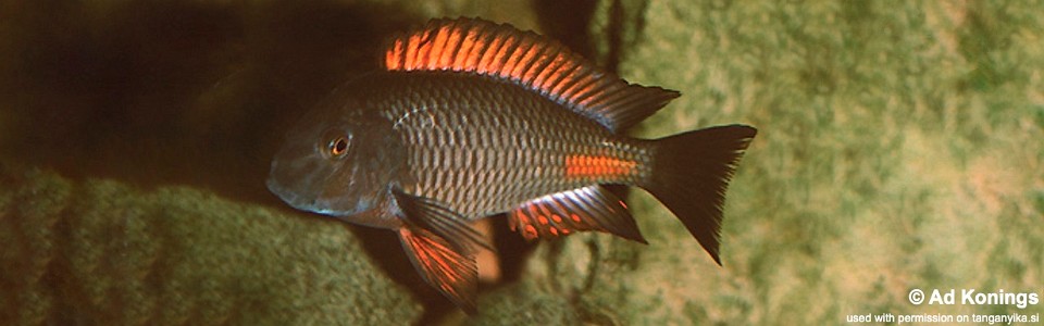 Tropheus sp. 'red' Cape Kipimbi<br><font color=gray>Chipimbi Moorii</font> 