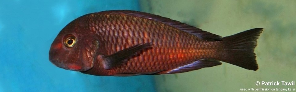 Tropheus sp. 'red' Chiwena<br><font color=gray>Red Zambia Moorii</font> 