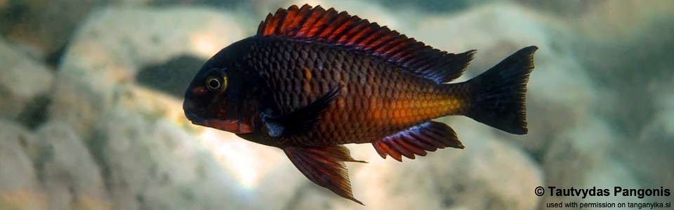 Tropheus sp. 'red' Ndole Bay<br><font color=gray>Red Zambia Moorii</font> 