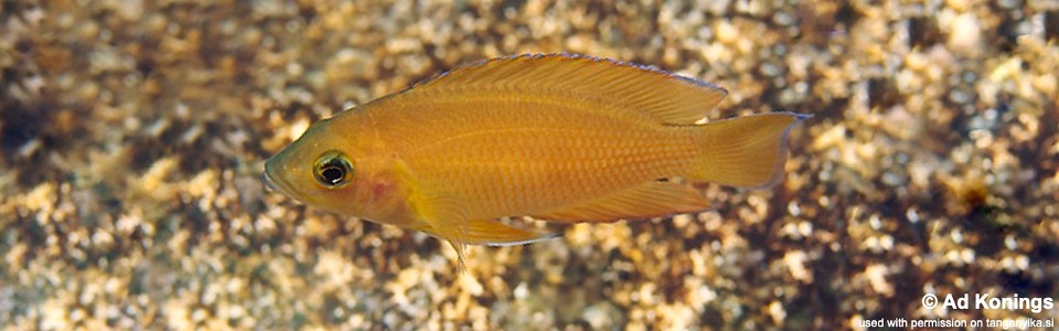 Variabilichromis moorii 'Fulwe Rocks'