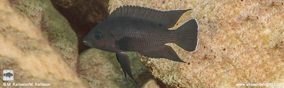 Variabilichromis moorii 'Izinga Island'