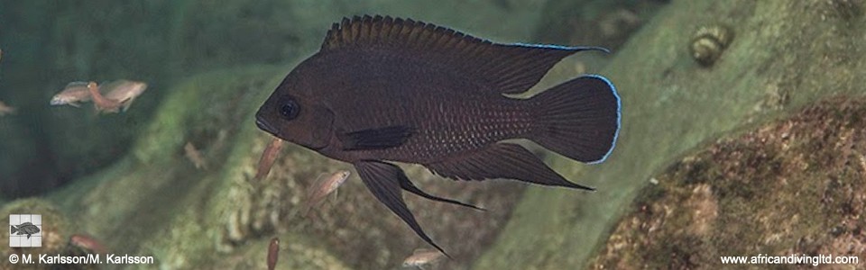 Variabilichromis moorii 'Kalubale'