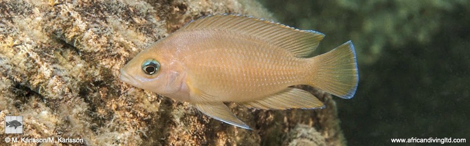 Variabilichromis moorii 'Kampemba Point'