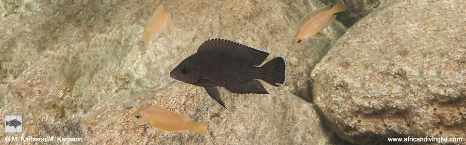Variabilichromis moorii 'Katondo Point'
