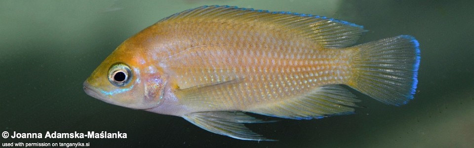 Variabilichromis moorii 'Mbita Island'