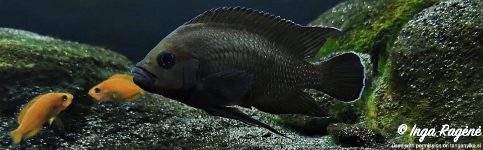 Variabilichromis moorii (unknown locality)
