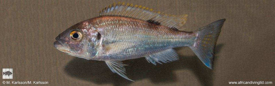 Xenochromis hecqui 'Kansombo Banks'
