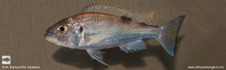 Xenochromis hecqui 'Kansombo Banks'.jpg