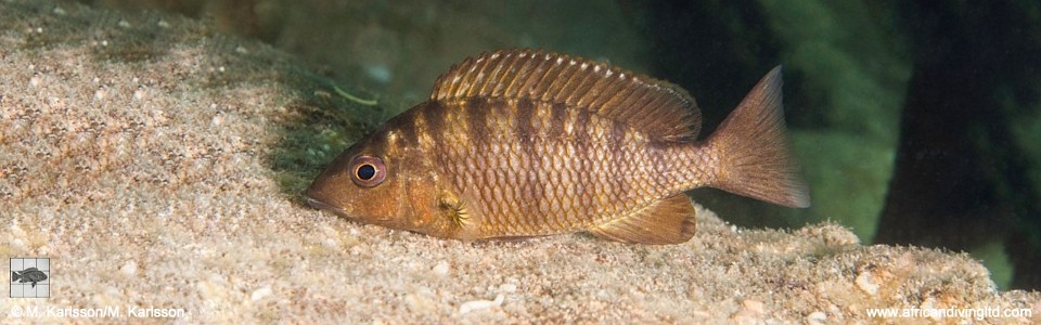 'Gnathochromis' pfefferi 'Kampemba Point'