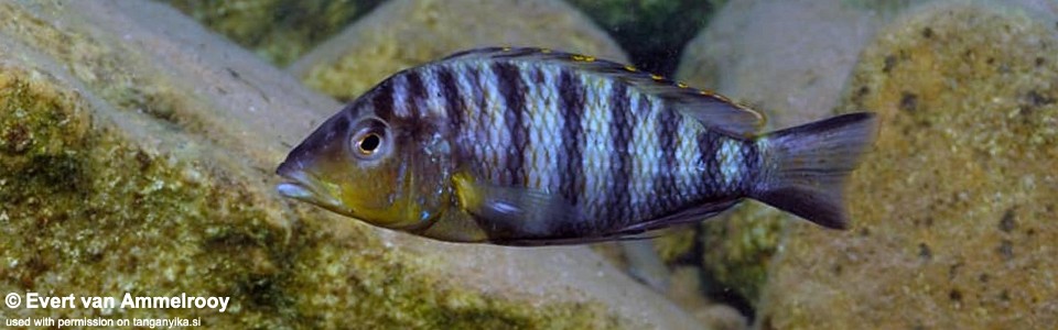 'Gnathochromis' pfefferi (North of Kigoma)