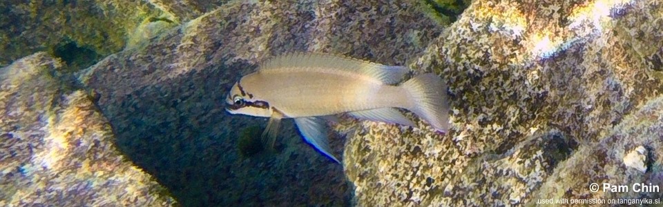 Chalinochromis brichardi 'Chimba'