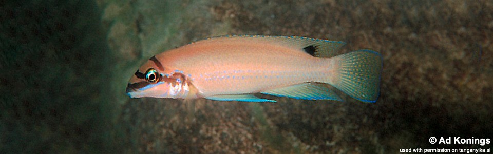Chalinochromis brichardi 'Kalambo Lodge'