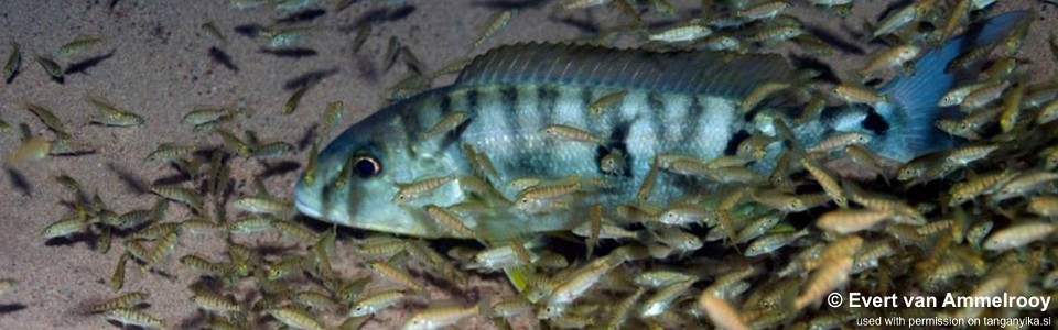 Lake Tanganyika cichlids breeding