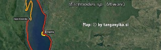 Eretmodus.jpg