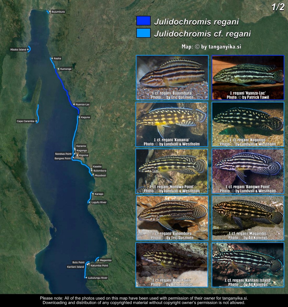 Julidochromis regani &<br>Julidochromis cf. regani (1/2)