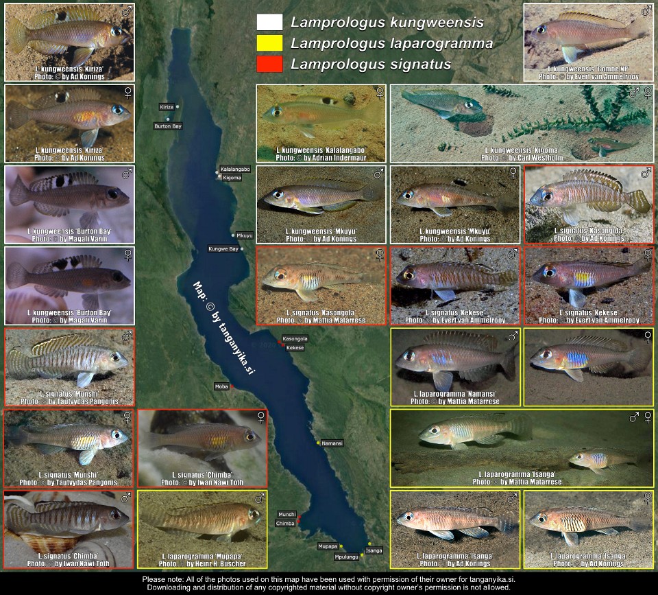 Lamprologus kungweensis,<br>Lamprologus laparogramma &<br>Lamprologus signatus 