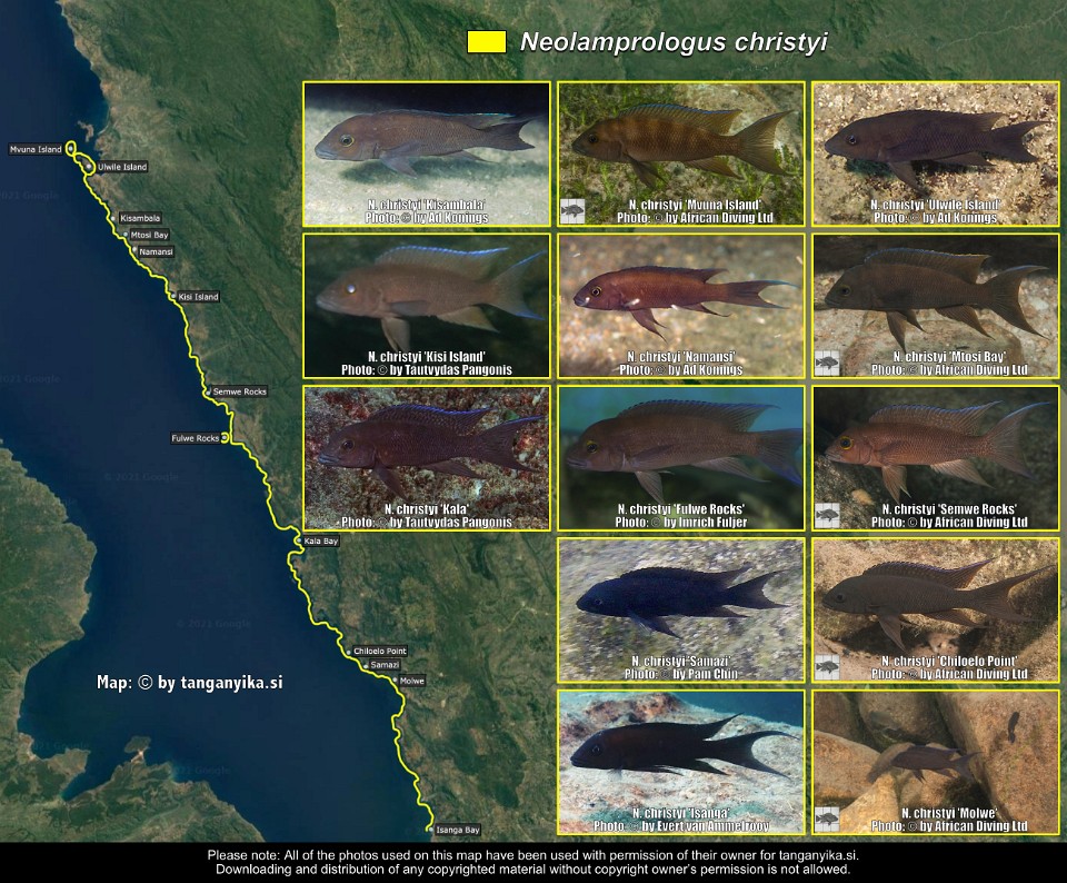 Neolamprologus christyi