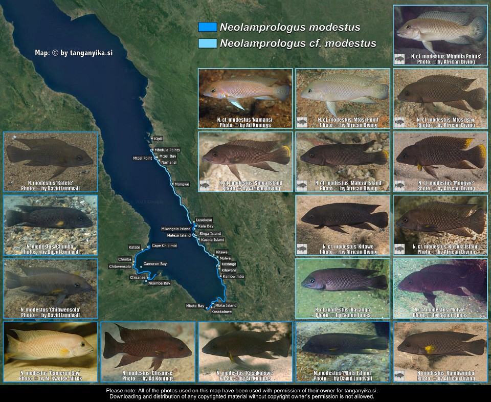 Neolamprologus modestus & <br>Neolamprologus cf. modestus