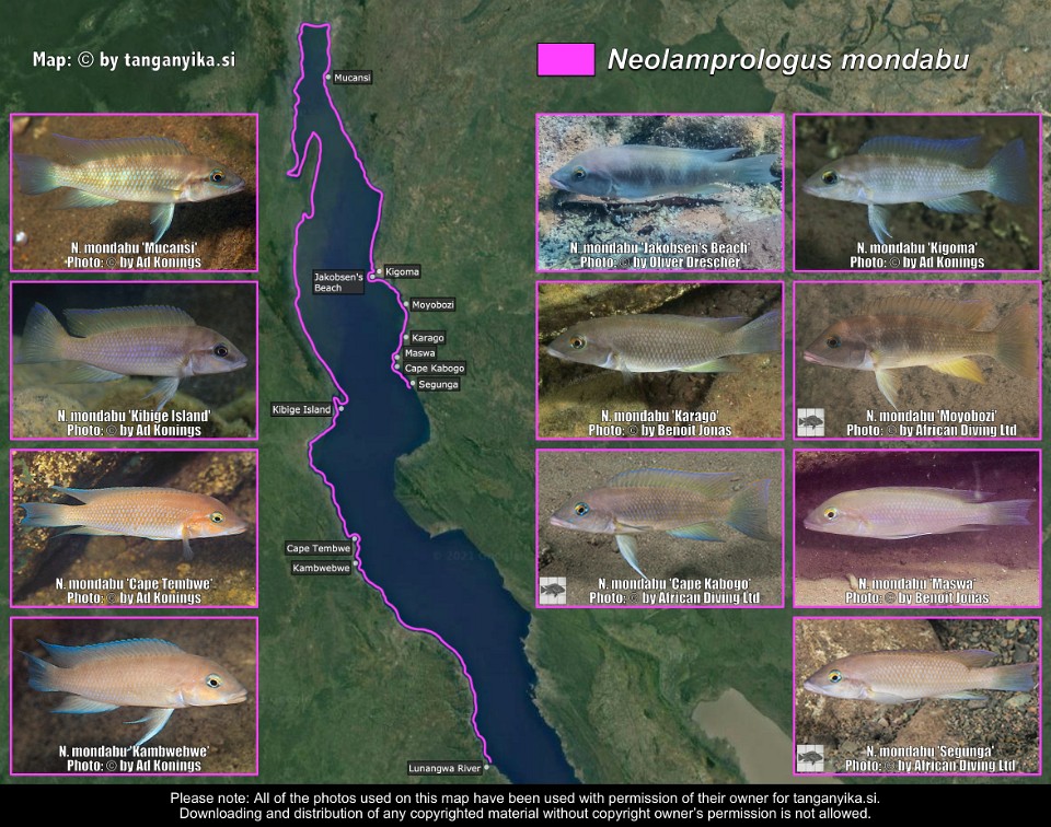 Neolamprologus mondabu
