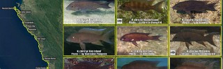 Neolamprologus_christyi.jpg