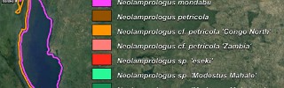 Neolamprologus_christyi_CO.jpg