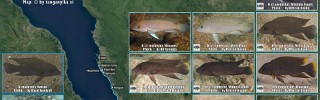 Neolamprologus_modestus.jpg