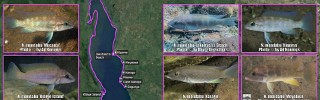 Neolamprologus_mondabu.jpg