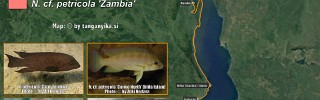 Neolamprologus_petricola.jpg