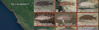 Neolamprologus_sp_eseki.jpg