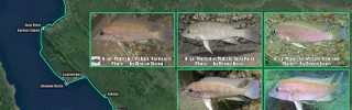 Neolamprologus_sp_modestus.jpg
