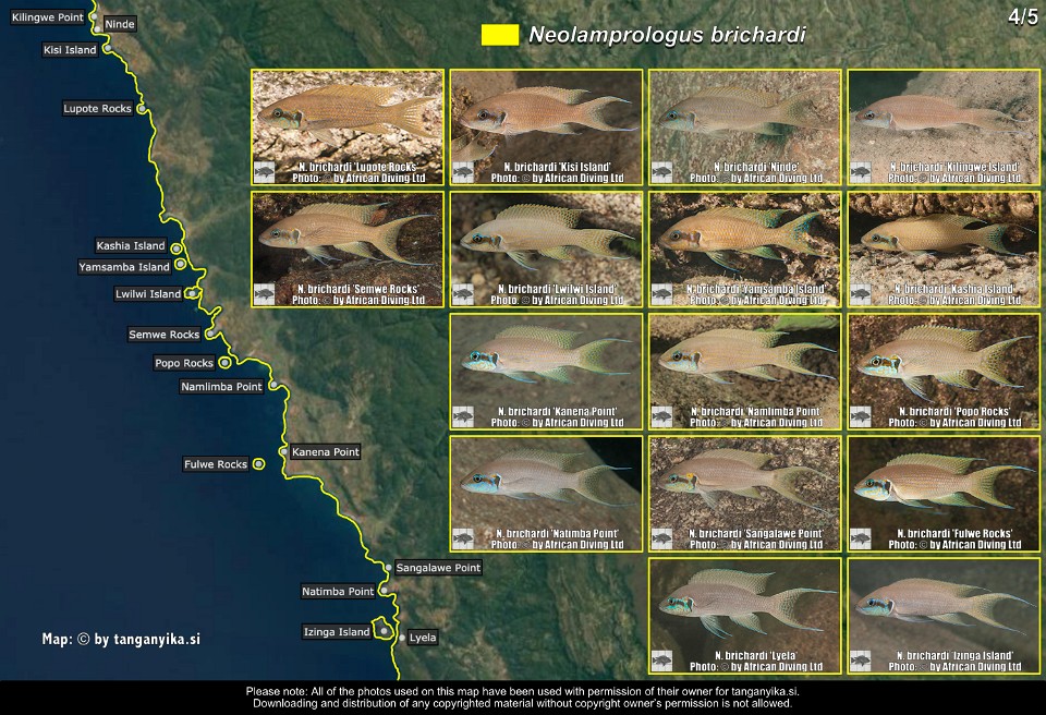 Neolamprologus brichardi (4/5)