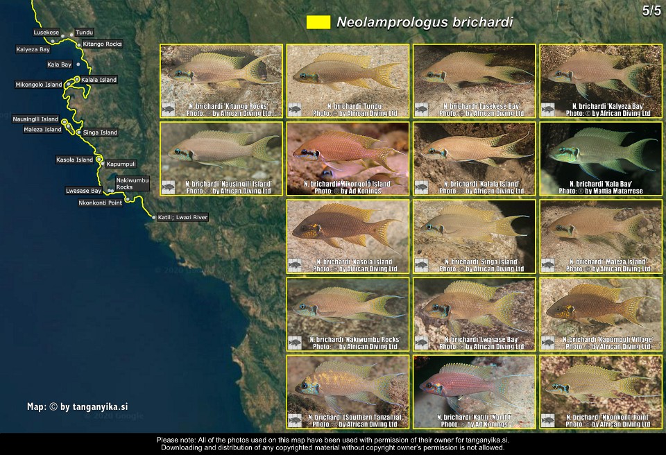 Neolamprologus brichardi (5/5)