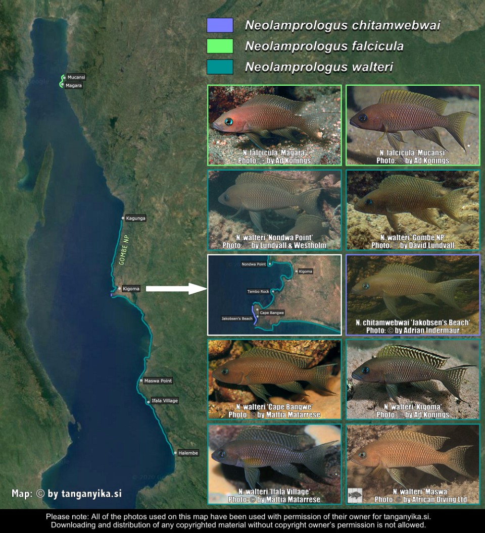 Neolamprologus chitamwebwai, <br>Neolamprologus falcicula & <br>Neolamprologus walteri