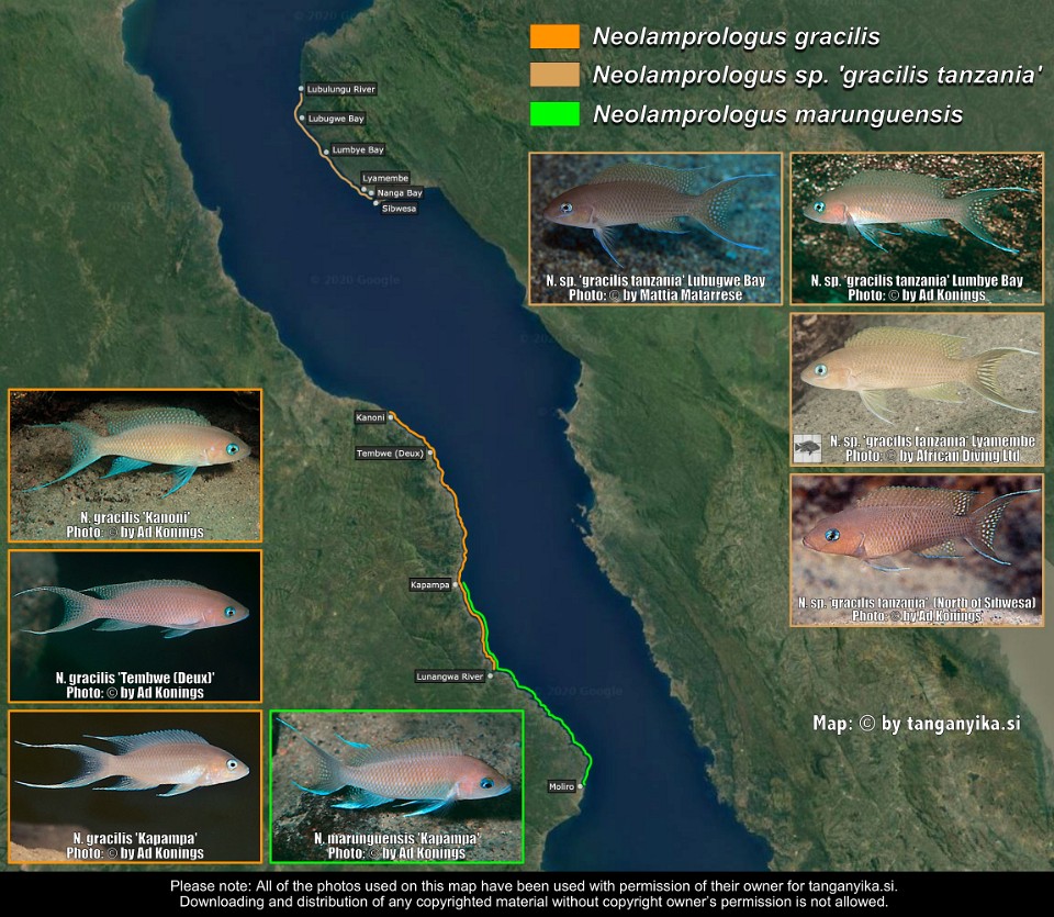 Neolamprologus gracilis,<br>Neolamprologus sp. 'gracilis tanzania' & <br>Neolamprologus marunguensis