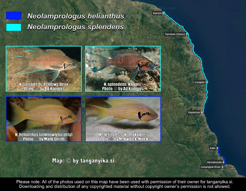 Neolamprologus helianthus & <br>Neolamprologus splendens