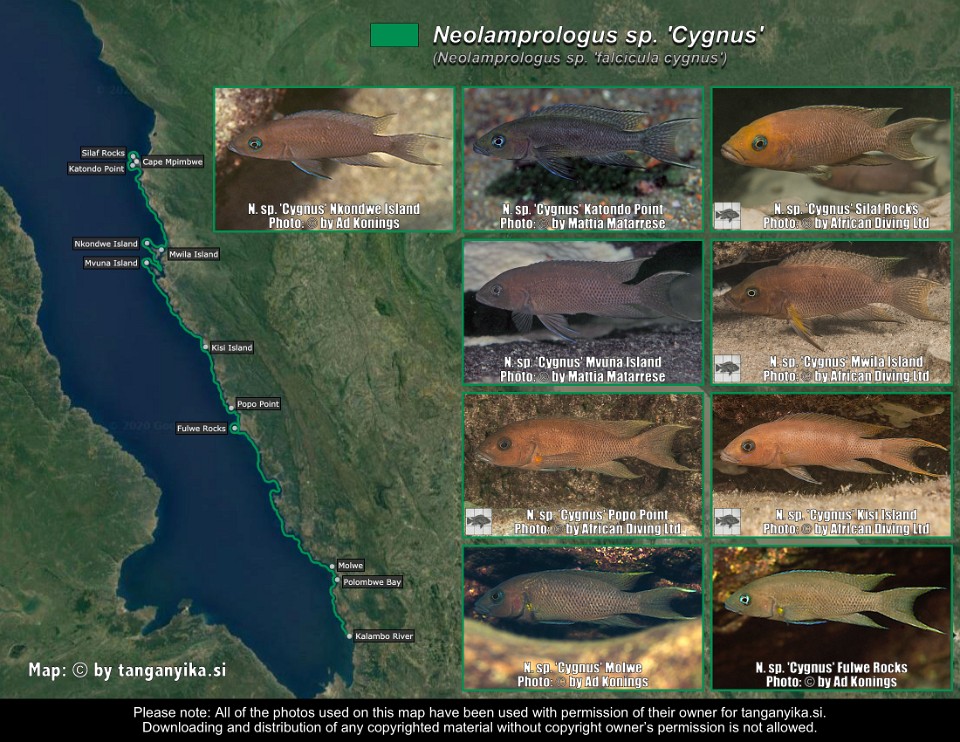 Neolamprologus sp. 'Cygnus'<br><font color=gray>Neolamprologus sp. 'falcicula cygnus'</font> 