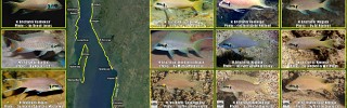 Neolamprologus_brichardi_1.jpg