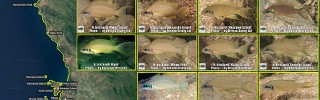 Neolamprologus_brichardi_3.jpg