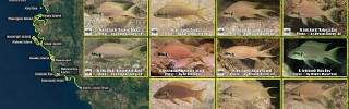 Neolamprologus_brichardi_5.jpg