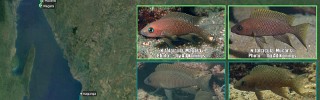 Neolamprologus_falcicula_like.jpg