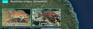 Neolamprologus_helianthus_splendens.jpg